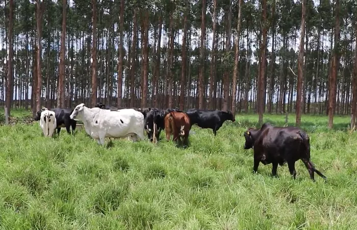 DIA DE CAMPO SOBRE PECUÁRIA LEITEIRA NA ILPF-EMBRAPA AGROSSILVIPASTORIL